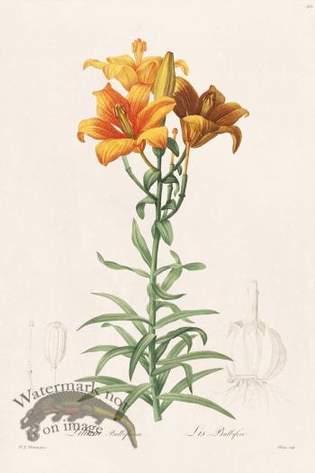 Les Liliacees Redoute 210